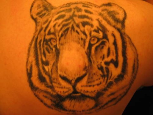 Classic Grey Ink Tiger Head Tattoo On Right Back Shoulder