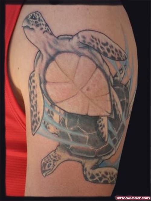 Turtle Pair Tattoo On Shoulder