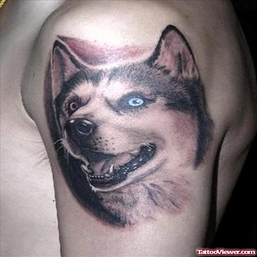 Blue Eyes Wolf Head Tattoo On Left Shoulder