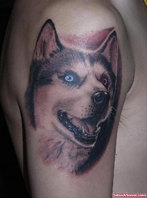Grey Ink Wolf Head Tattoo On Man Right Shoulder