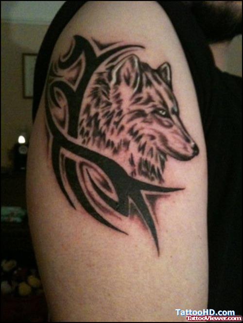 Black Tribal And Grey Ink Wolf Tattoo On Right Shoulder