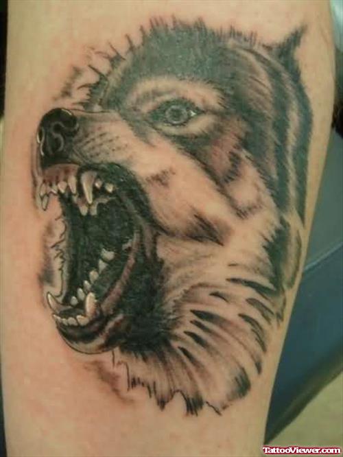 Grey Ink Angry Wolf Tattoo On Bicep