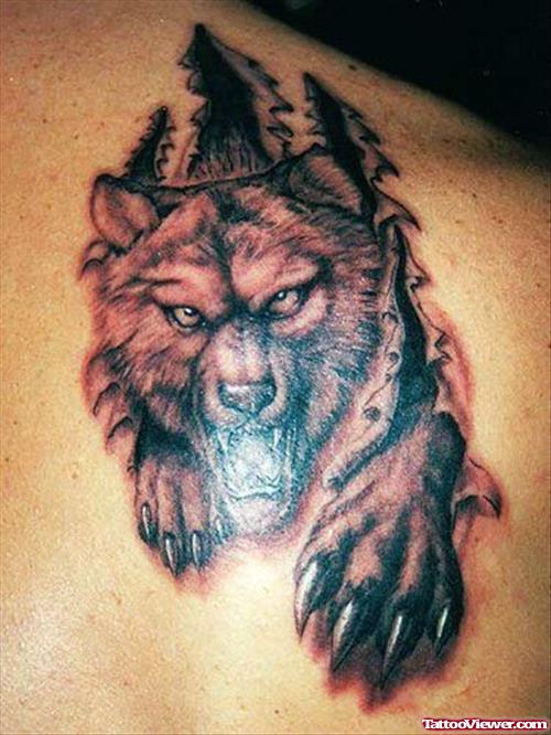 Awesome Ripped Skin Wolf Tattoo On Right Back Shoulder