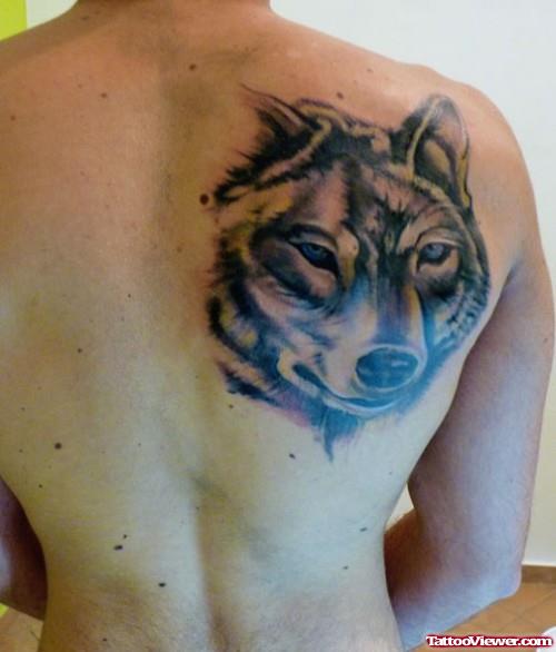 Grey Ink Wolf Head Tattoo On Right Back Shoulder