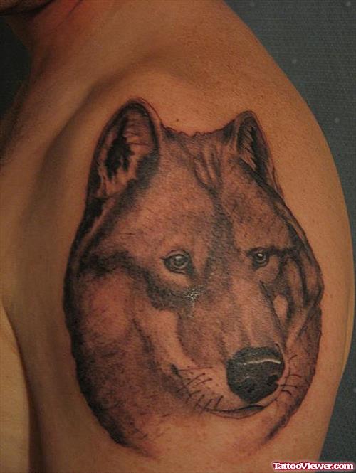 Grey Ink Wolf Tattoo On Man Left Shoulder