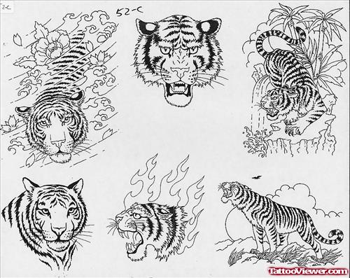 African Tiger Tattoos Designs