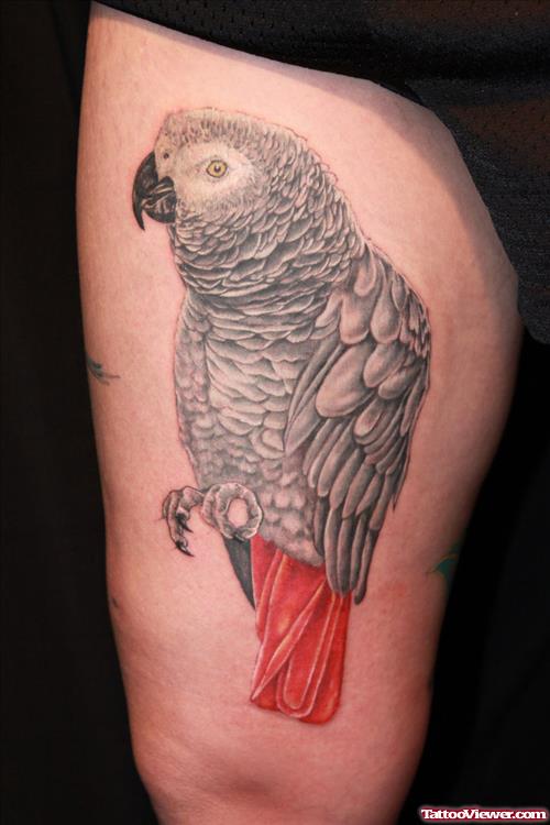 African Grey Parrot Tattoo On Thigh