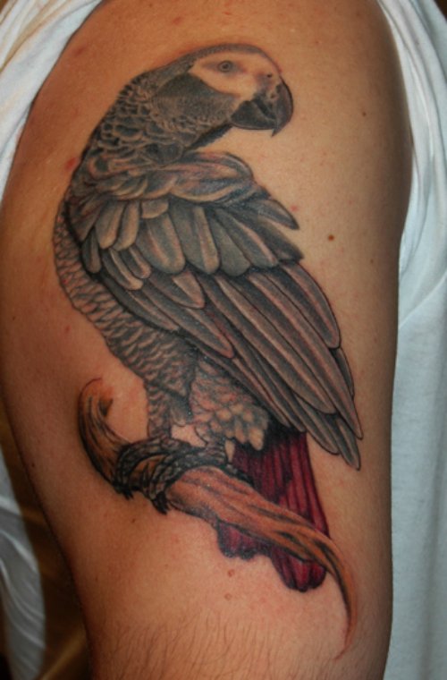 African Gre Parrot Tattoo On Half Sleeve