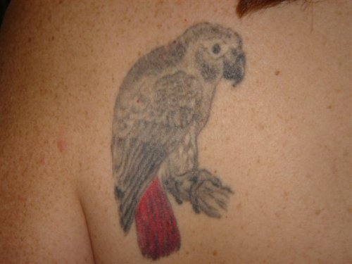 African Grey Parrot Tattoo