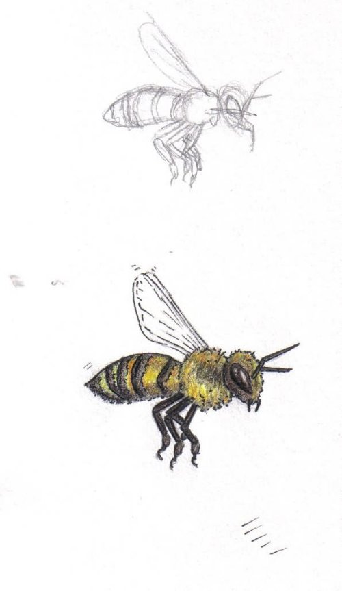 Bumble Bee Tattoos Designs