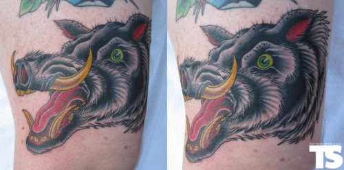 Awesome Wild Boar Head Color Ink Tattoo