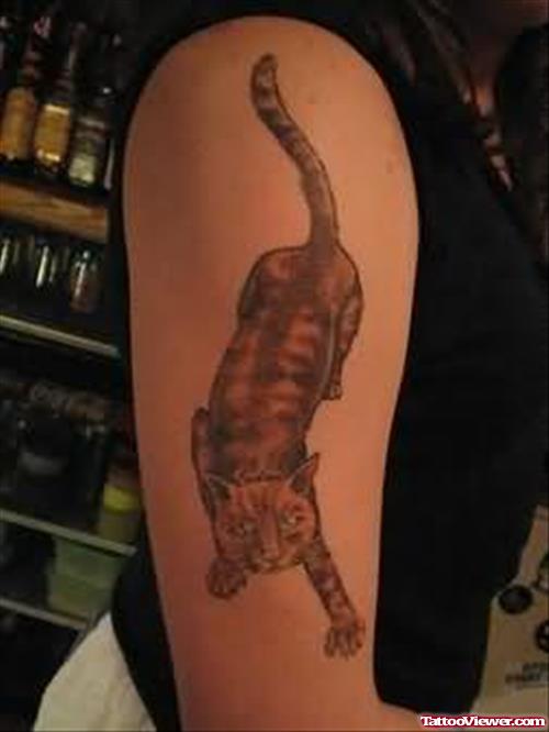 Cat Coloured Tattoo On Muscle