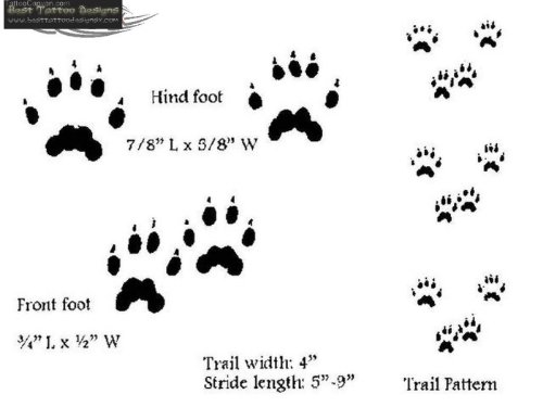 Cat Paw Print Tattoos Designs