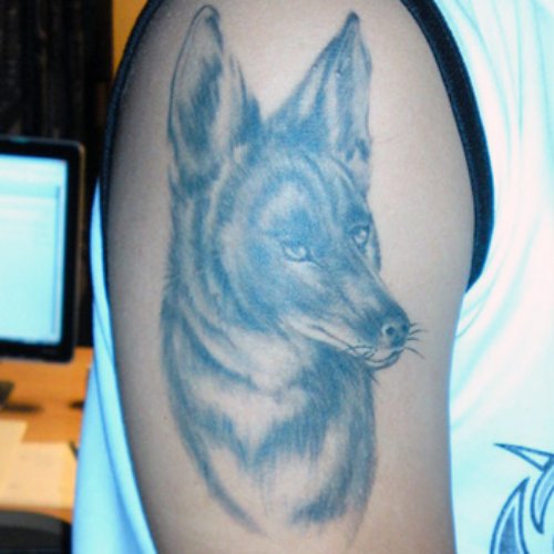 Amazing Grey Ink Coyote Tattoo On Right Half Sleeve