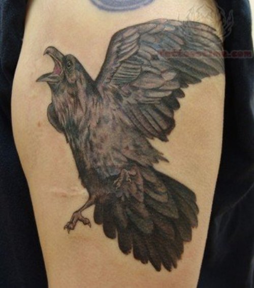 Angry  Crow Tattoo On Bicep