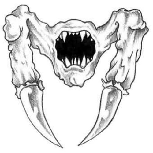 Skull Demon Tattoo Design