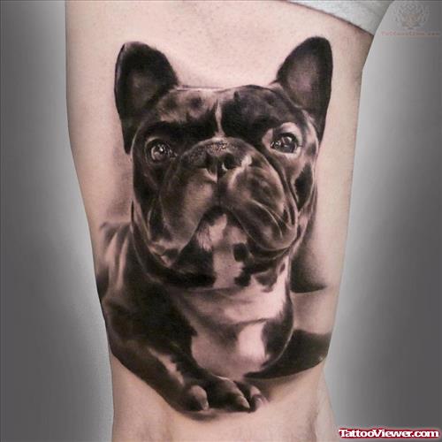 French Bull Dog Tattoo
