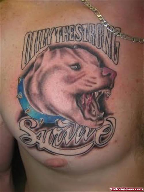 Pit Bull Dog Tattoo On Chest