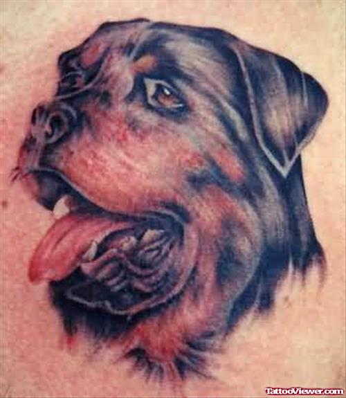 Rottweiler Dog Tattoo