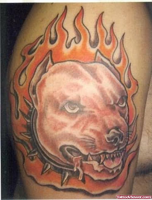 Dog Tattoos - Pitt bull