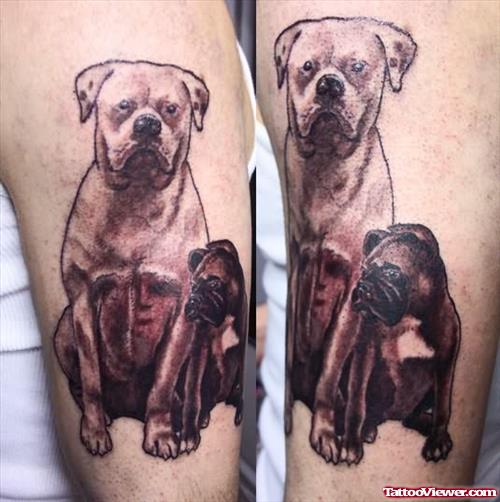 Bull Dog Tattoos On Biceps