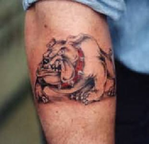 Bull Dog Cartoon Tattoo On Arm