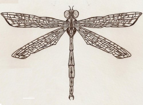 Marvelous Dragonfly Tattoo Design