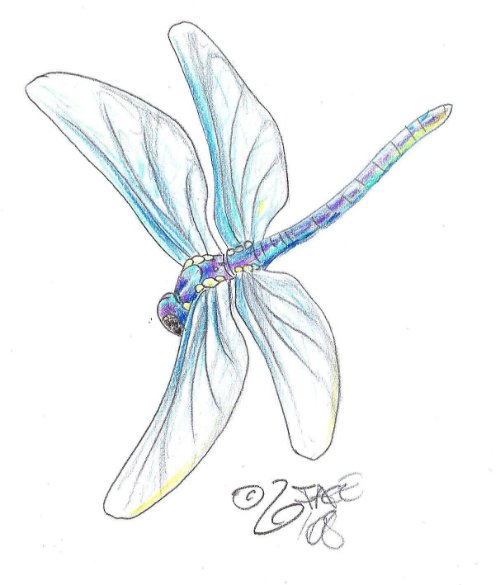 Dragonfly Tattoos Design Sample