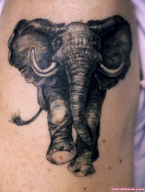 Running Wild Elephant Tattoo