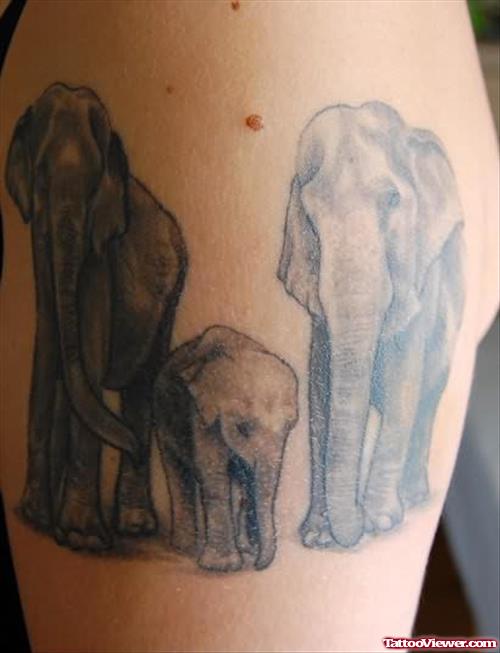 Big Elephants Tattoos On Shoulder