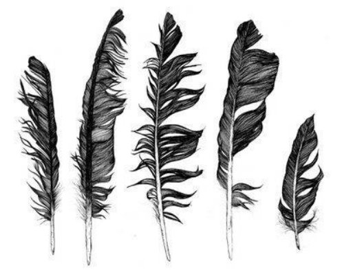 Crow Feathers Tattoos Designs