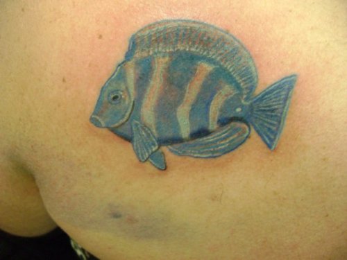 Blue Ink Fish Tattoo On Left Back Shoulder
