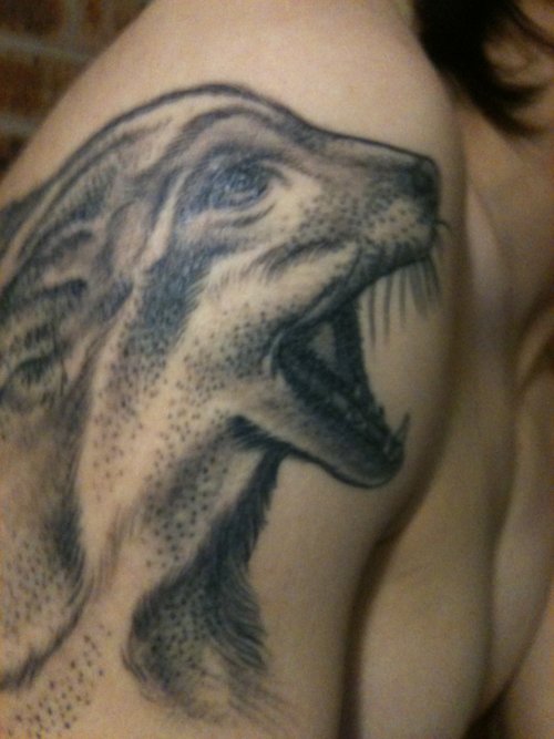 Grey Ink Fox Tattoo On Right Shoulder