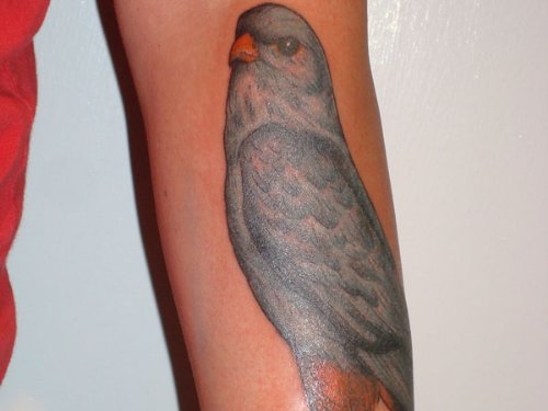 Left Arm Unique Hawk Tattoo