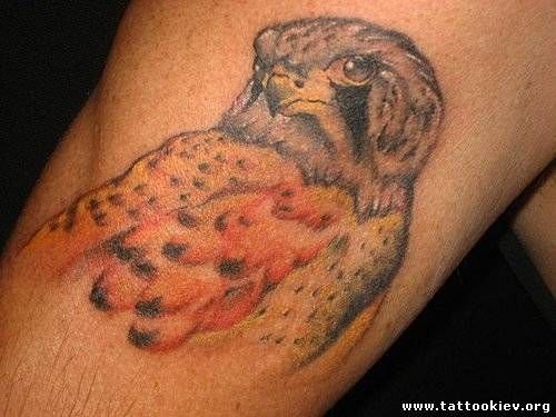 Colored Hawk Tattoo On Righ Bicep