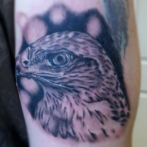 Grey Ink Hawk Head Tattoo On Bicep