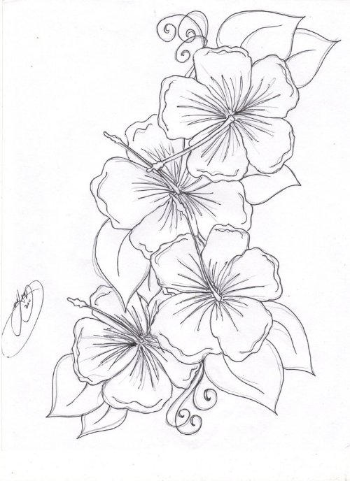 Hibiscus Flowers Tattoo Sketch