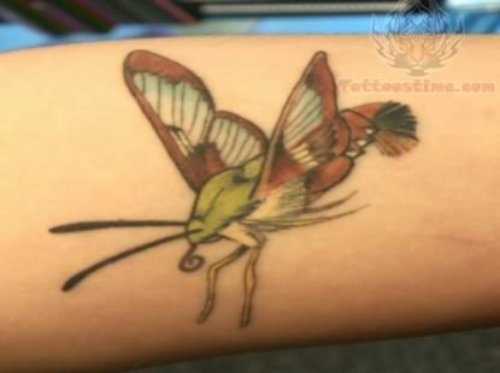 Insect Tattoos  Design
