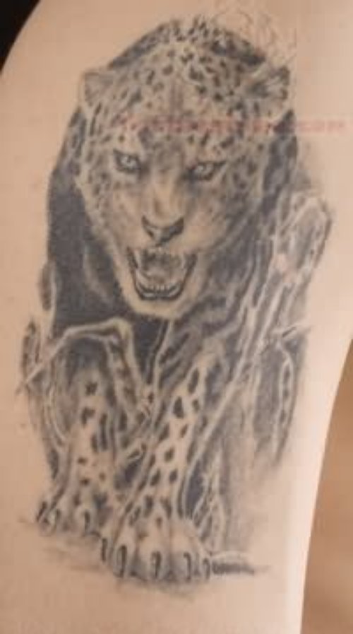 Grey Ink Angry Jaguar Tattoo