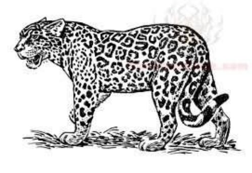 Jaguar Spotted Tattoo Design Picture