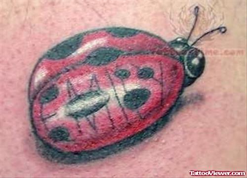 Sean Ladybug Tattoo