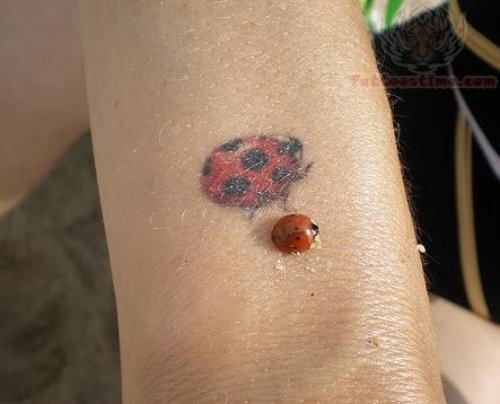 Ladybug Tattoo And Orignal