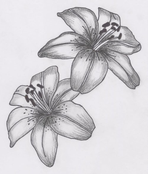 Black And White Lily Tattoos Design