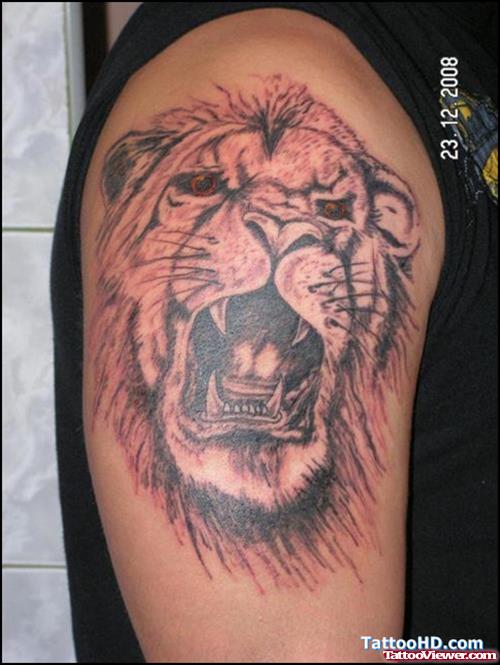 Grey Ink Roaring Lion Tattoo On Right SHoulder