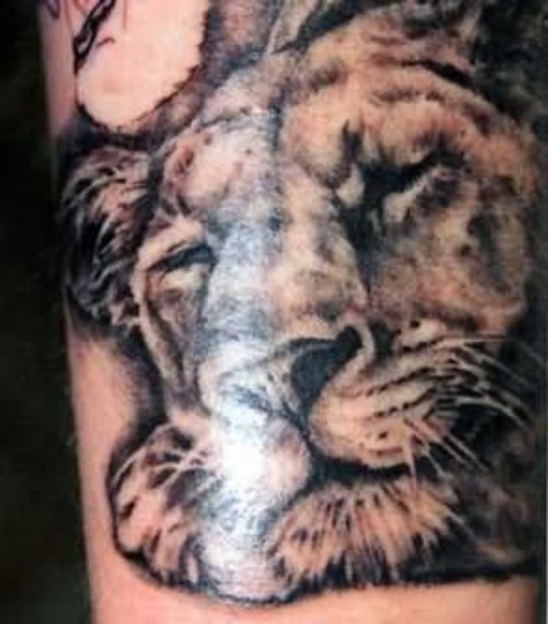 Sleeping Lion Tattoo Design On Back