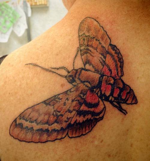 Color Ink Back Shoulder Moth Tattoo