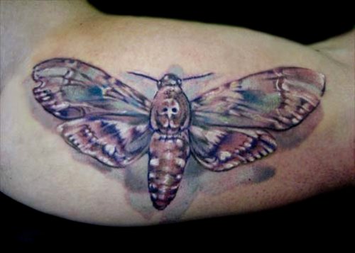 Moth Color Ink Tattoo On Muscles