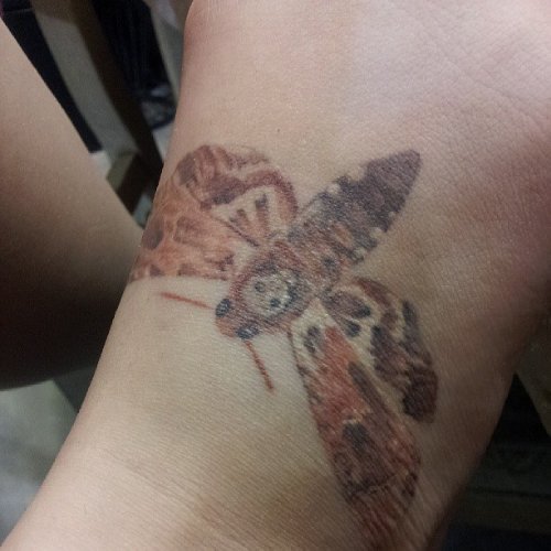 Color Ink Skull Moth Tattoo