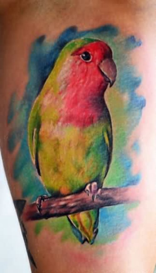 Attractive Color Parrot Tattoo