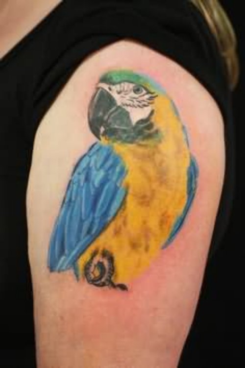 Blue And Yellow Parrot Tattoo On Shoulder